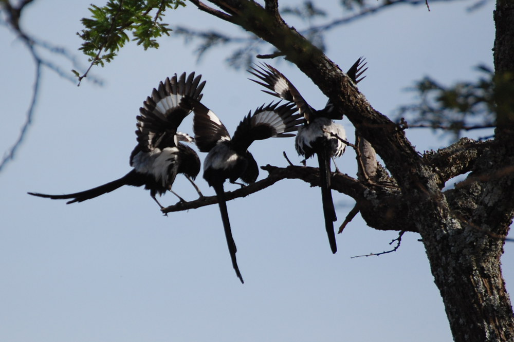 Tanzania - Averla gazza (Urolestes melanoleucus)